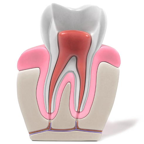 dent-endodontie